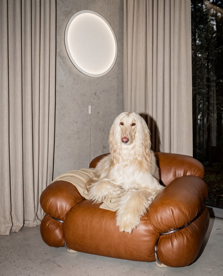 Graceful Dog Lounging on Leather Armchair