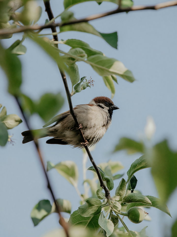 Small Bird Perched on Branch