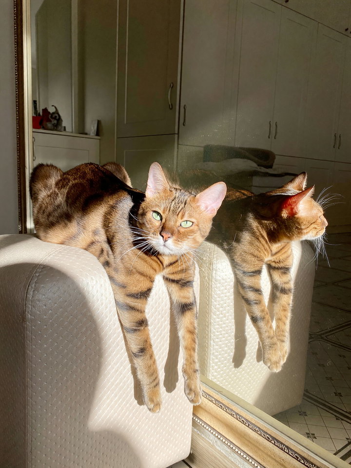 Bengal Cat Lounging on Light Ottoman
