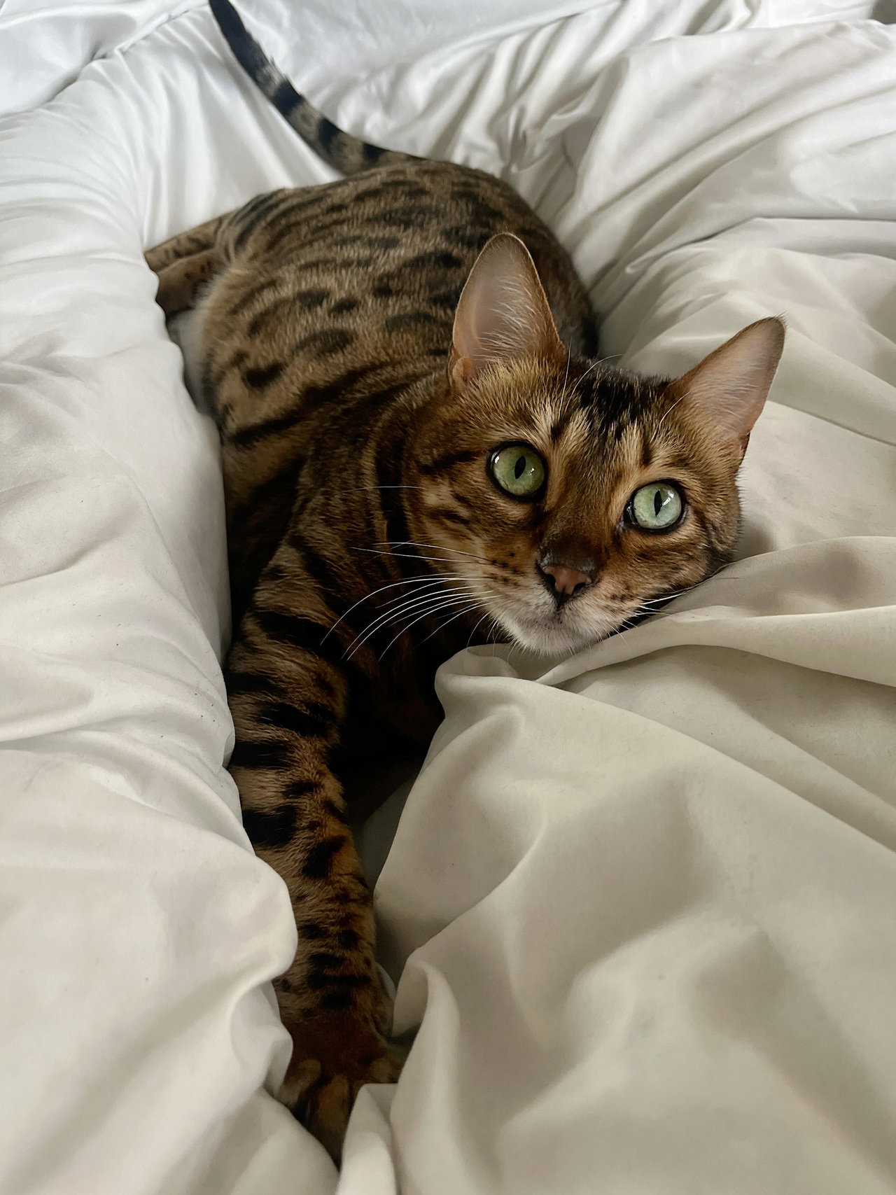 Bengal Cat Lounging on White Bedspread