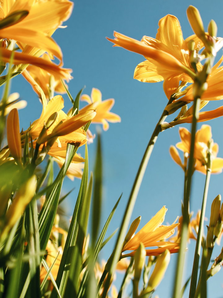 Vibrant Yellow Flowers Against Clear Blue Sky