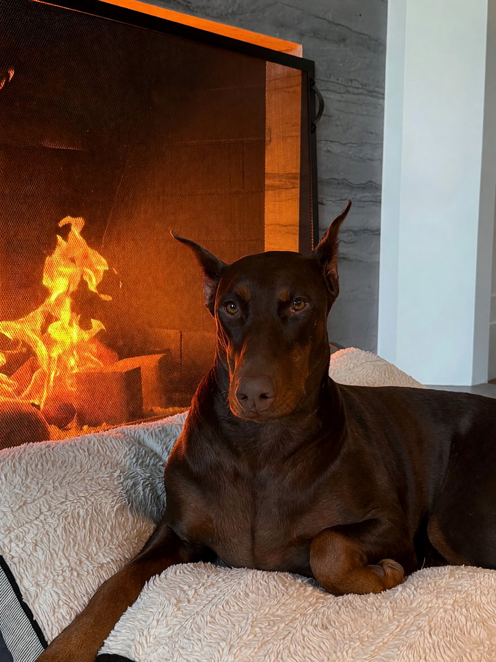 Brown Doberman Relaxing on Plush Dog Bed by Fireplace