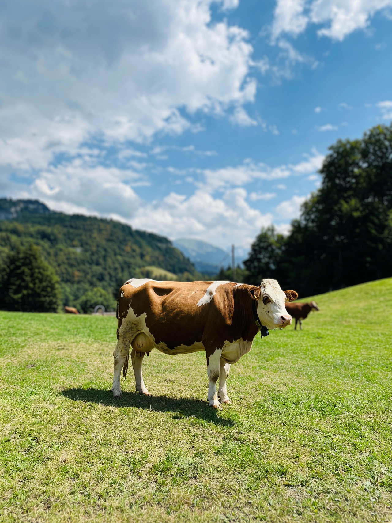 Brown and White Cow in Green Pasture