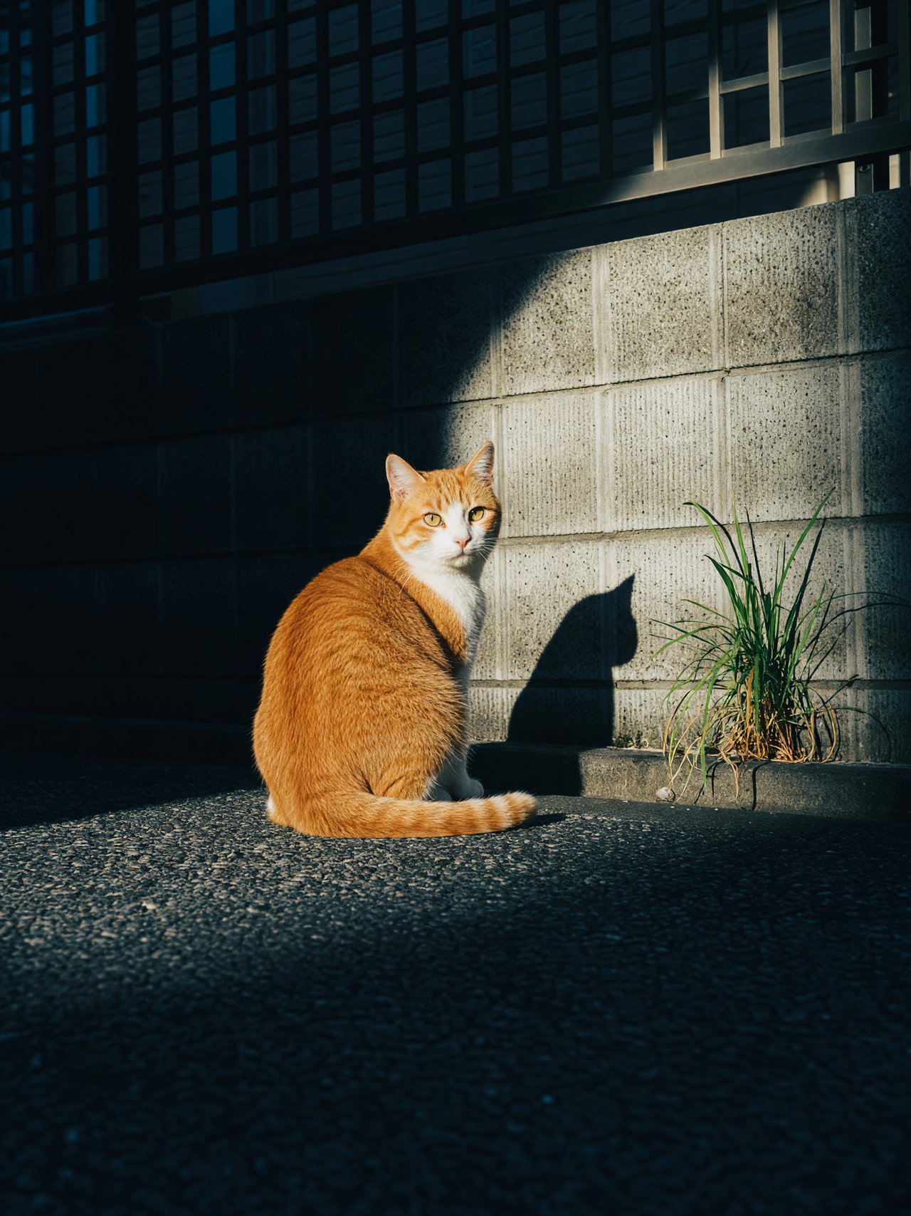 Orange Cat in Sunlight by Wall
