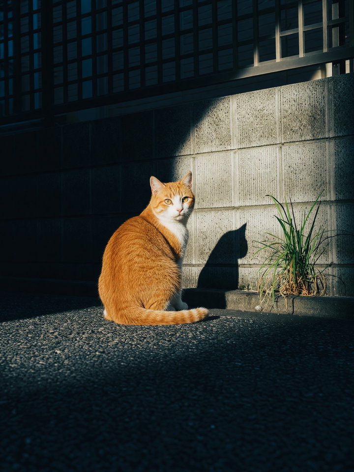 Orange Cat in Sunlight by Wall