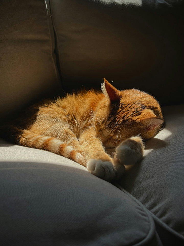 Ginger Cat Sleeping in Sunlight