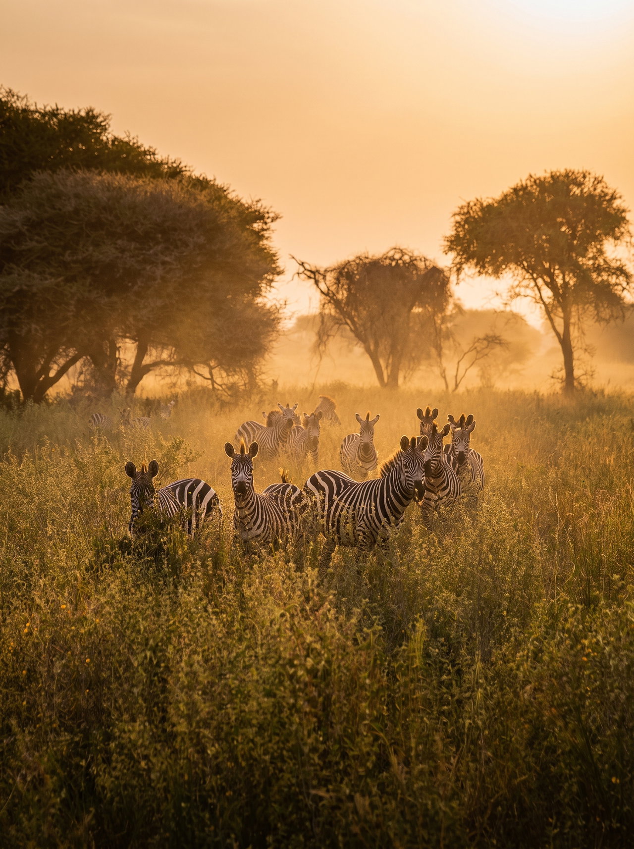 Zebra Herd in Tall Savannah Grass at Golden Hour