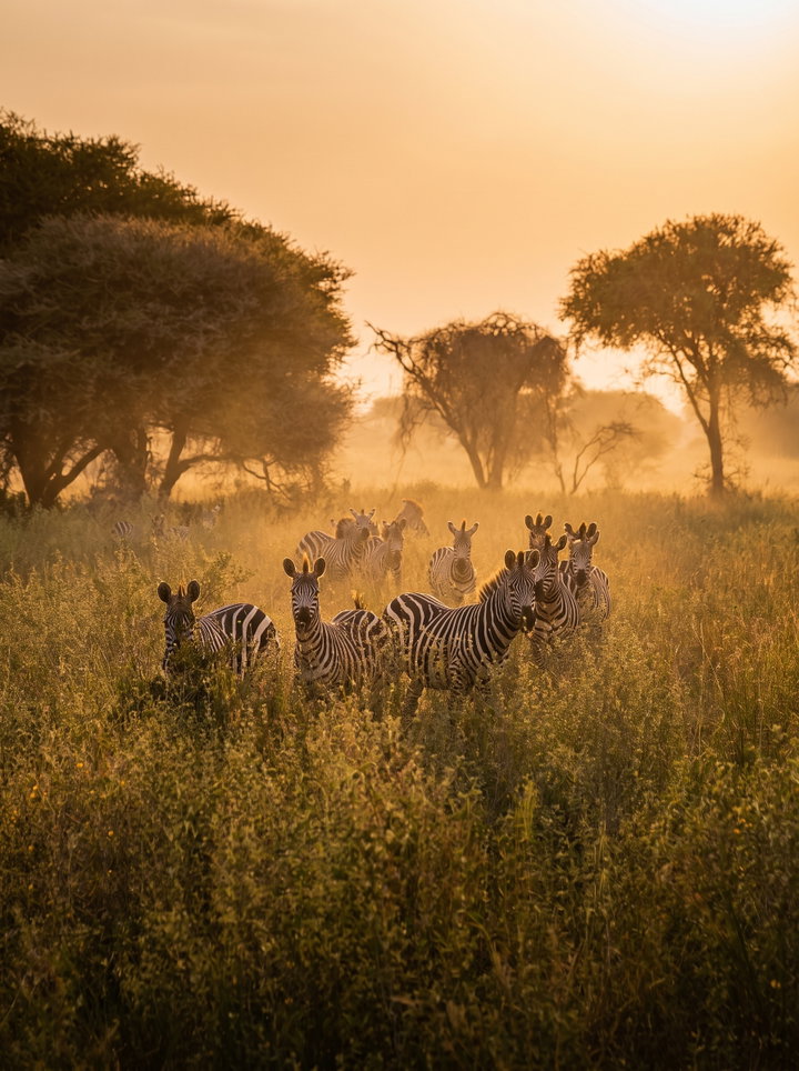 Zebra Herd in Tall Savannah Grass at Golden Hour