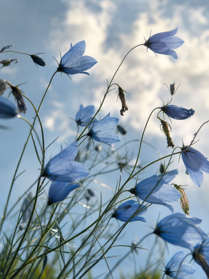 Blue Bellflowers Against the Sky