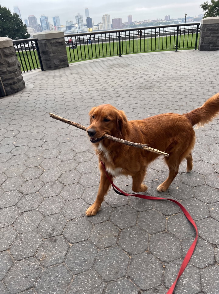 Golden Retriever Carrying a Stick on Cobblestones