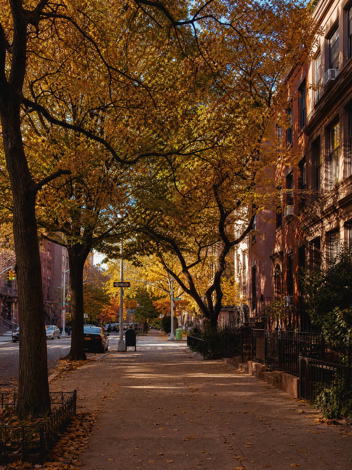 Autumn Street in Brooklyn with Orange Trees