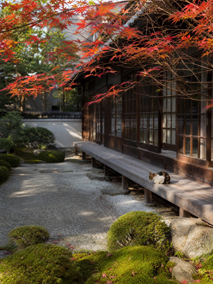 Kyoto Townhouse with Japanese Maple and Moss Garden