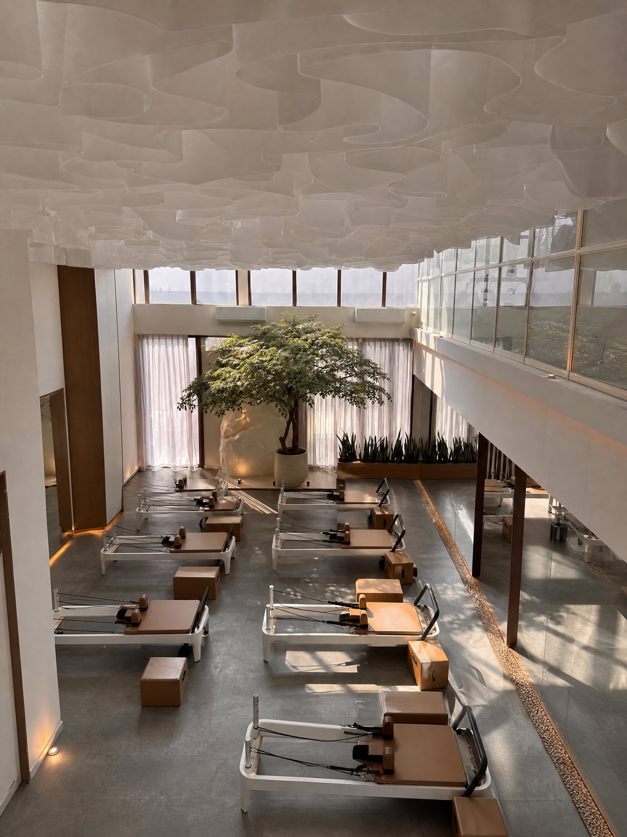 Pilates Studio Atrium with Indoor Tree