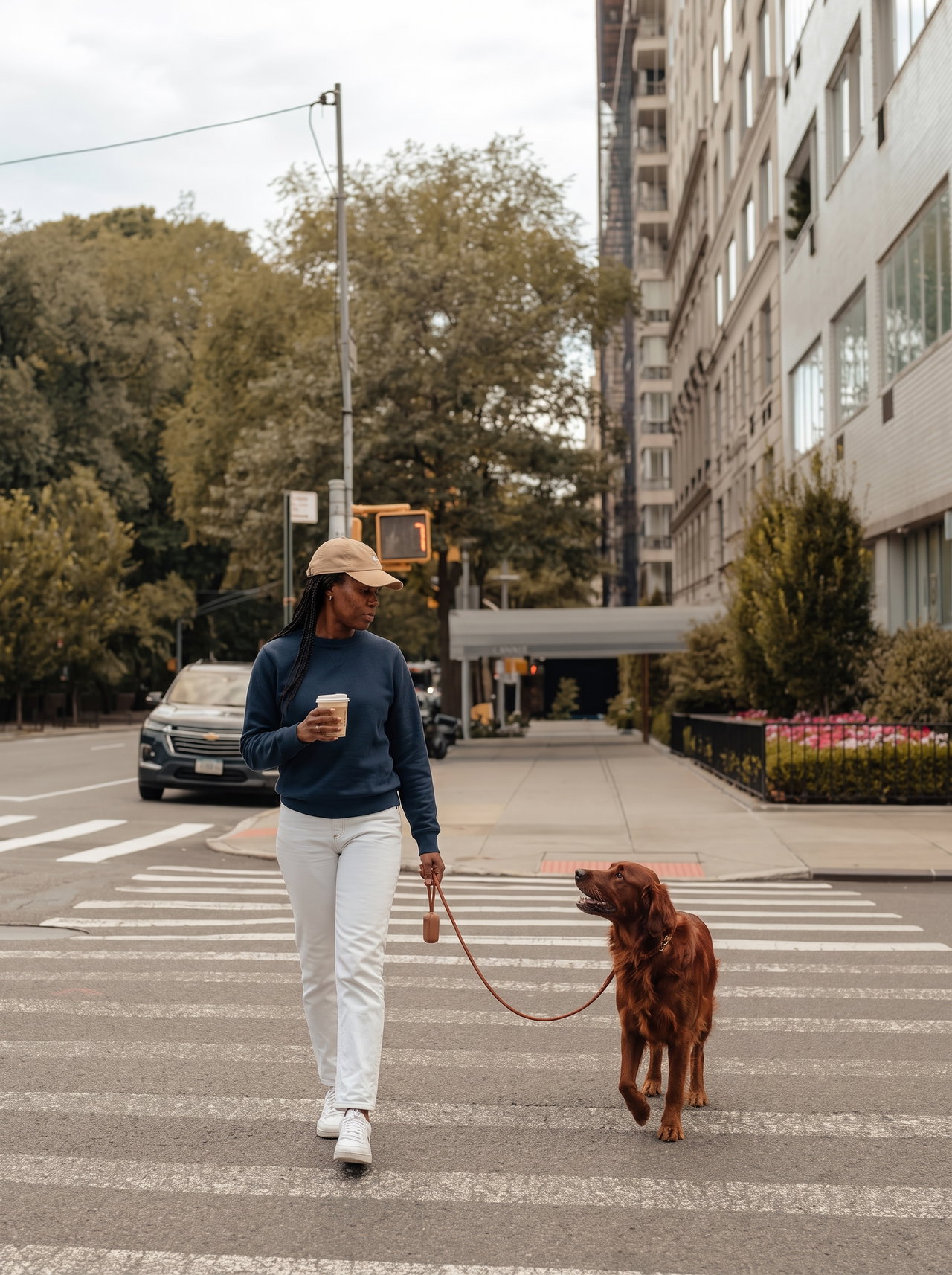 Woman Walking Golden Retriever in City Crosswalk