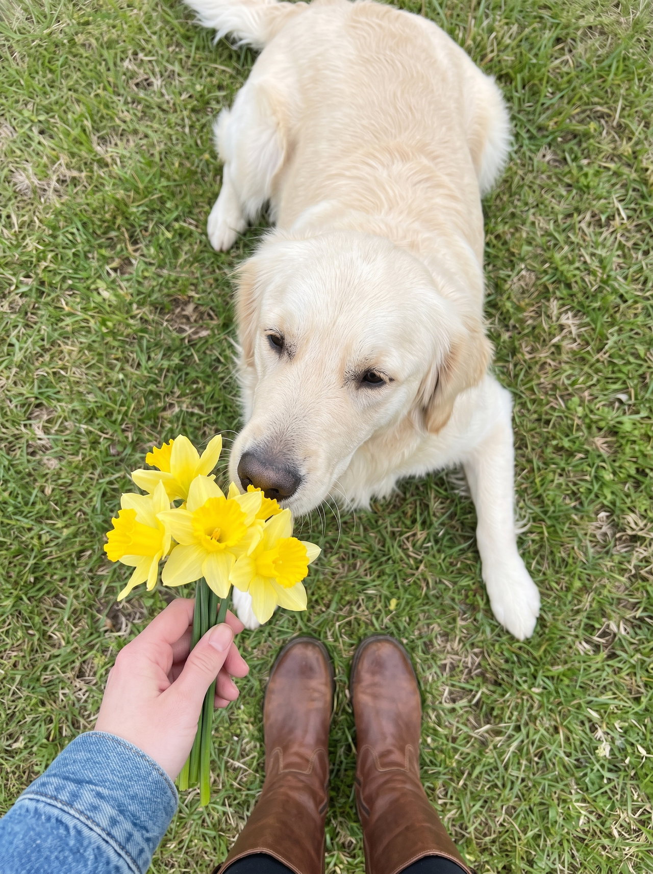 Golden Retriever Sniffing Daffodils